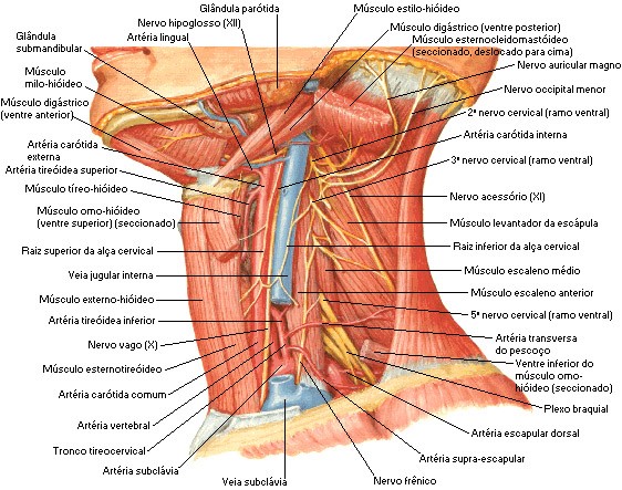 NERVOS CRANIANOS NO PESCOÇO | Anatomia Viva